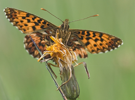Boloria titania